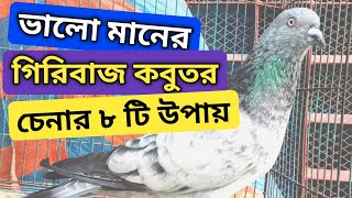 ভালো মানের গিরিবাজ কবুতর চেনার উপায় | গিরিবাজ কবুতর | কবুতর চেনার উপায় | ExistBD