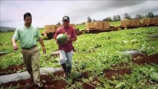 Locally Grown Produce at Foodland