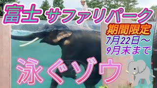 日本で、ここだけ、泳ぐゾウ🐘♥　富士サファリパークの期間限定イベント🌸　「🐘何してるの～？」ってビックリでした♪　９月末までのイベントなので、まだ、間にあいます🌼　Fuji Safari Park