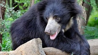 El oso del Libro de la selva | Grandes documentales El oso del Libro de la selva | Grandes documentales