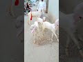 rajan puri goat with 3 kids