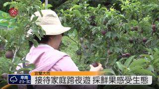 樂水社區紅肉李節 遊客採果樂 2014-05-24 TITV 原視新聞