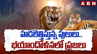 హడలెత్తిస్తున్న పులులు..భయాందోళనలో ప్రజలు | Tigers Halchal In Adilabad | ABN Telugu