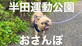 【Brussels Griffon】半田運動公園さんぽ