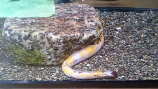 ニホンウナギの突然変異【3色ウナギ】 Colorful eel