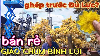 Bãi chứa xe nâng mai cực lớn ở QL1A chứa đầy mai Tết giá rẻ Giảo Chùm Bình Lợi ghép trước cả Đủ Lực?