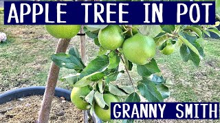 4 Year - Growing Apple Tree in Container 'Granny Smith'
