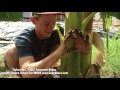 transplanting u0026 planting a banana pup amazing