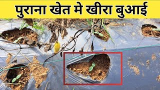 पुराना खेत मे खीरा बुआई।  Purana Khet Me Kheera Buai |