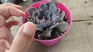 Echeveria Shaviana Pink y sus cuidados..