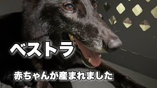 ベストラの子犬が産まれたけど残念な判断ミスをしました  noble  shepherd