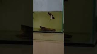 Reprodução de Peixes Bettas: ninho de bolhas  acasalamento e abraço nupcial. Parte 3. #betta