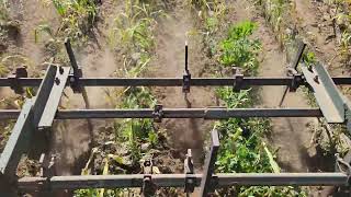 harvesting garlic with a sub blade.