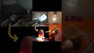 How to check pigeon egg #shorts #pigeon #kabutar #viral #foryou #trending #views #shortfeed #youtube