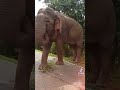 Wild elephant in Sri Lanka ❤️#shorts #tiktok #elephant #wildlife #wildanimals #foryou #fyp #viral