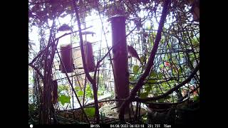 Goldfinches on a tiny ny six-floored balcony garden of Soho Westminster Central London