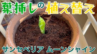 葉挿しの植え替え サンセベリア ムーンシャイン