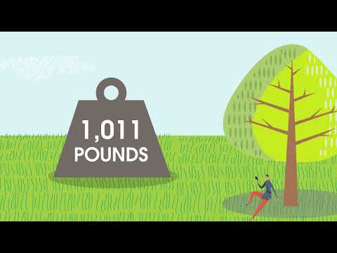 How much CO2 does a tree remove?