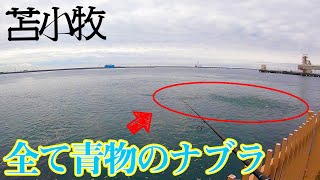 【苫小牧】ナブラが止まない場所で青物がヒット！【フクラギ】