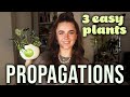 Easy Houseplants to Propagate | Propagations for Beginners