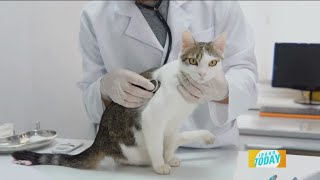 How To Know When Your Pet Needs Emergency Care