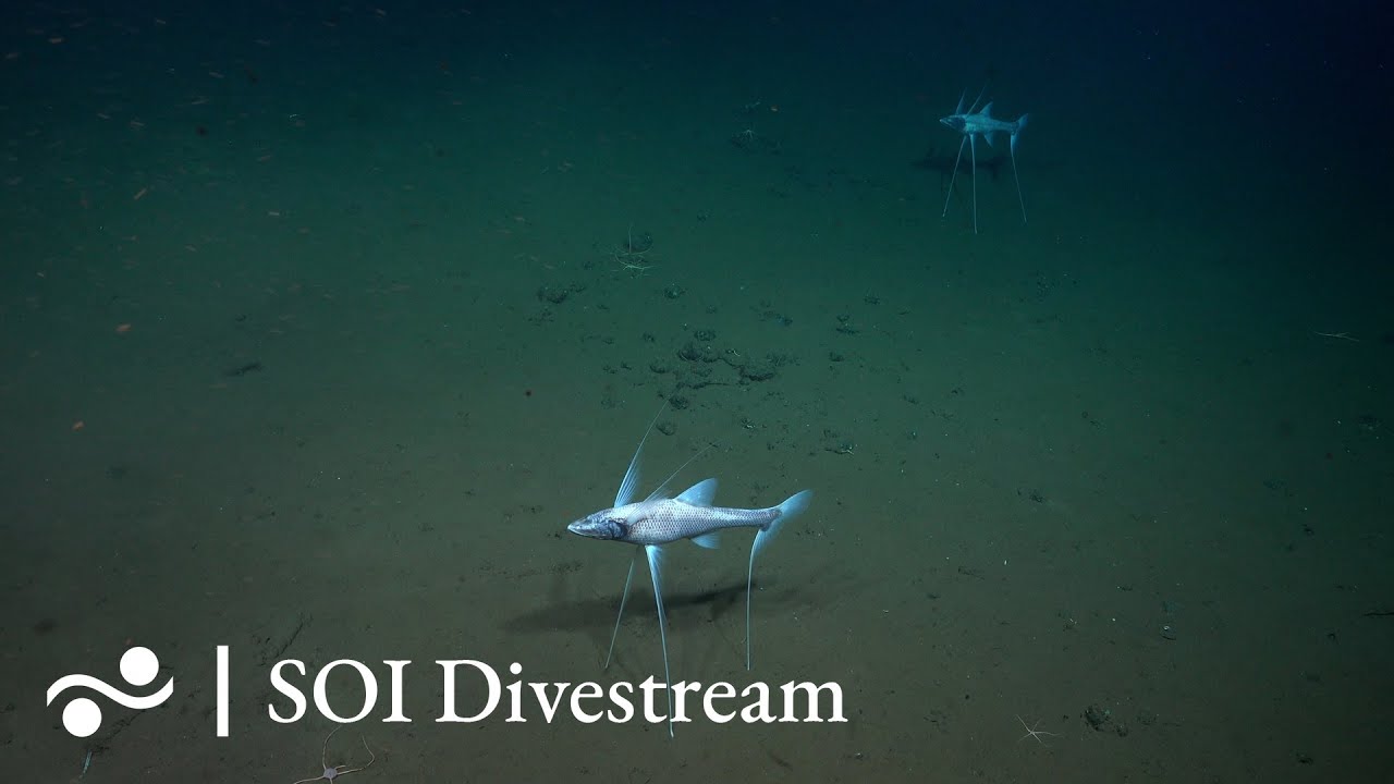 Unnamed Outcrop Sw Of Fuente Seamount Soi Divestream 531 Part 2