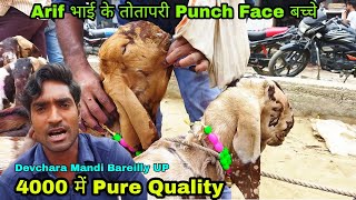 4000 Punch Face Pure Quality Totapari Kids Arif Bhai