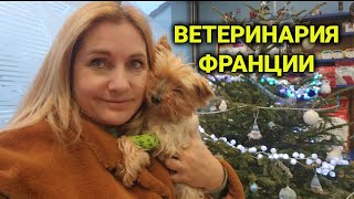 ветеринарная клиника Франции| безумные цены в Украине