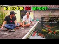 IKAN KOINYA BAGUS BAGUS KOLAM KOINYA SUPER JERNIH #koi #ikankoi