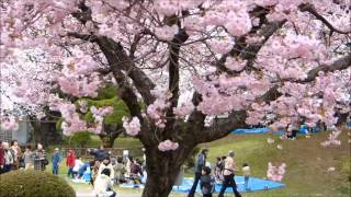 2014高島城公園の桜