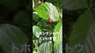 10個の黒紋がくっきり、トホシテントウ (Epilachna admirabilis / Ladybug)