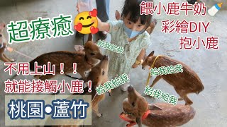 帶日本男友（？）和女兒，桃園市區療癒一回！與鹿互動滿滿🥰 //【台湾育児日常】 兔子加糖Vlog