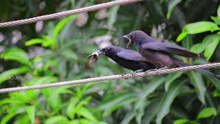 mOTHER lOVE | bLACK dRONGO | இரட்டைவால் குருவி | தாய் பாசம்