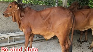 Báo giá lô bò cái chữa và cái tơ mẫu đẹp