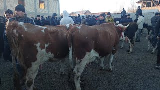 Yangiqõrģon tumani Begabod Mol bozori sigirlar va ģunajinlar narhlari bilan tanishing 11.01.2025yil