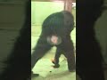 チンパンジー❤️むしゃむしゃ食べる子どもチンパンロジャー💕🐵🍊✨ おもしろ 動物 京都市動物園 shorts