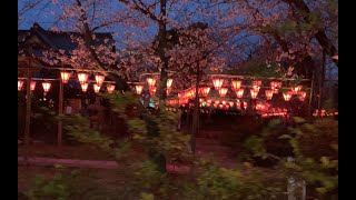 土佐稲荷神社　桜・夜桜・ぼんぼり　2020年