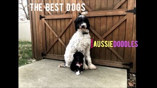 Top 5 reasons to get an aussiedoodle || A Family Pack: Vlog #2