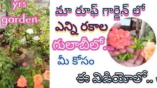 మా గార్డెన్ లో /రకరకాల గులాబీలు/ ఉల్లి ఆకు#kitchencompost #plants #kitchenwaste #gardening #seeds 🌱🙏