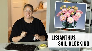 Starting Lisianthus Seeds in Soil Blocks plus a 4 week update on my early Lisianthus!  Cut Flowers