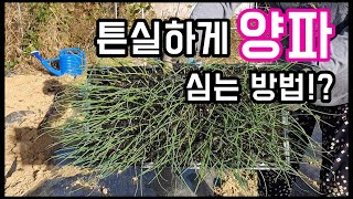 양파 튼실하게 자라도록 심는 방법!? - 주말농장 [일꾼TV]