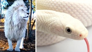 Most Beautiful White Animals In The World