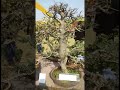 bonsai exhibition many bonsai tree pilkhan ficus peepal sami zade bonsai bonsai satisfying