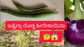 ಎಷ್ಟು ದೊಡ್ಡ ಹೀರೇಕಾಯಿ😱🤔/My Home Kitchen Garden/Organic Vegetables Garden