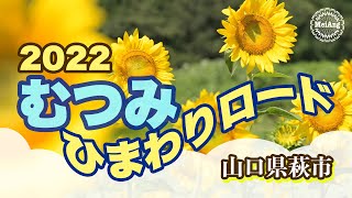 むつみひまわりロード 2022