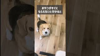 楽を覚えてしまった犬がこちらです #shorts