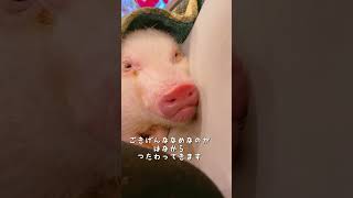 寝ているブタを起こしてはいけない… #shorts #マイクロブタ #piggy