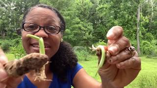 Planting Turmeric from the grocery store in containers