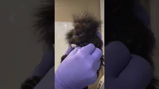 cute baby porcupine sounds #shorts #animals #wildlife #wildanimals #babyanimals