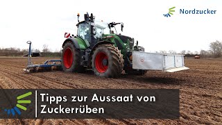 Tipps zur Aussaat von Zuckerrüben